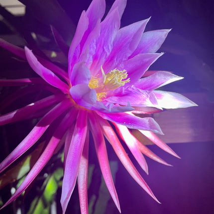 Amelie (Don Burnett ‘s hybrid) dragon fruit cutting (12") and rooted plant