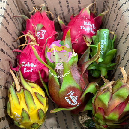 🌈 DFX — Dragon Fruit Experience Box