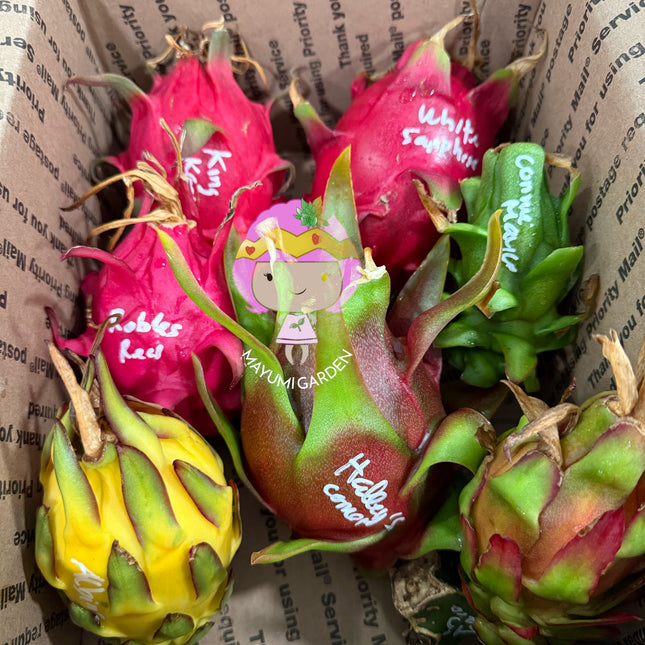 🌈 DFX — Dragon Fruit Experience Box