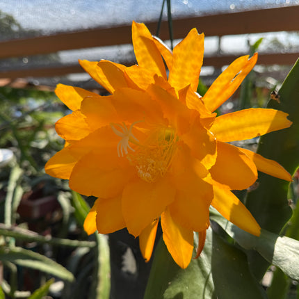 Bold Gold Epiphyllum live cutting