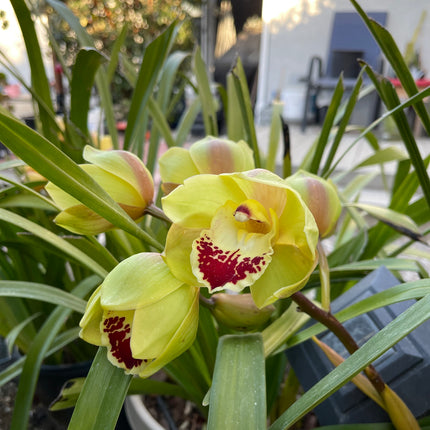 Cymbidium Terrapin Flyer (Green Cymbidium Orchid) live plant