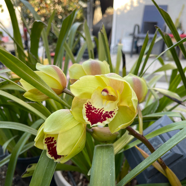 Cymbidium Terrapin Flyer (Green Cymbidium Orchid) live plant