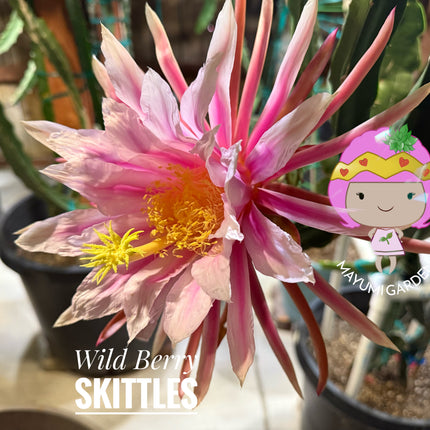 Wild Berry Skittles Dragon Fruit 🌵🍓