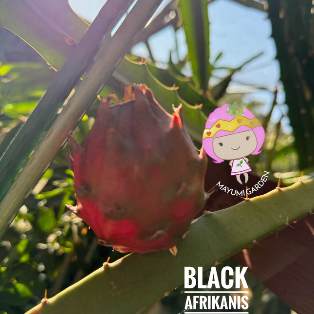 Black Dragon and Black Afrikanis dragon fruit live cutting 12”