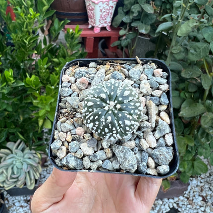 Astrophytum asterias ‘Superkabuto’, Cactus, Live plant
