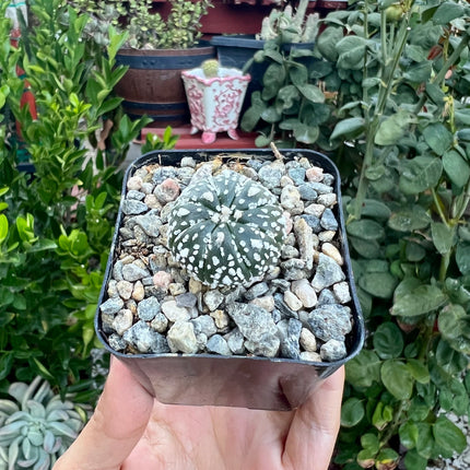 Astrophytum asterias ‘Superkabuto’, Cactus, Live plant