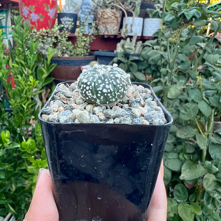 Astrophytum asterias ‘Superkabuto’, Cactus, Live plant