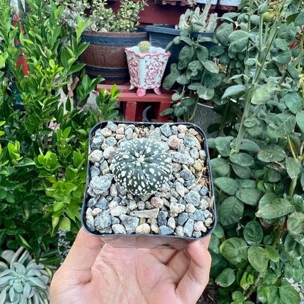 Astrophytum asterias ‘Superkabuto’, Cactus, Live plant