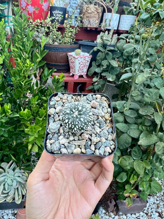 Astrophytum asterias ‘Superkabuto’, Cactus, Live plant