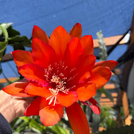 Super Duper Epiphyllum live cuttings