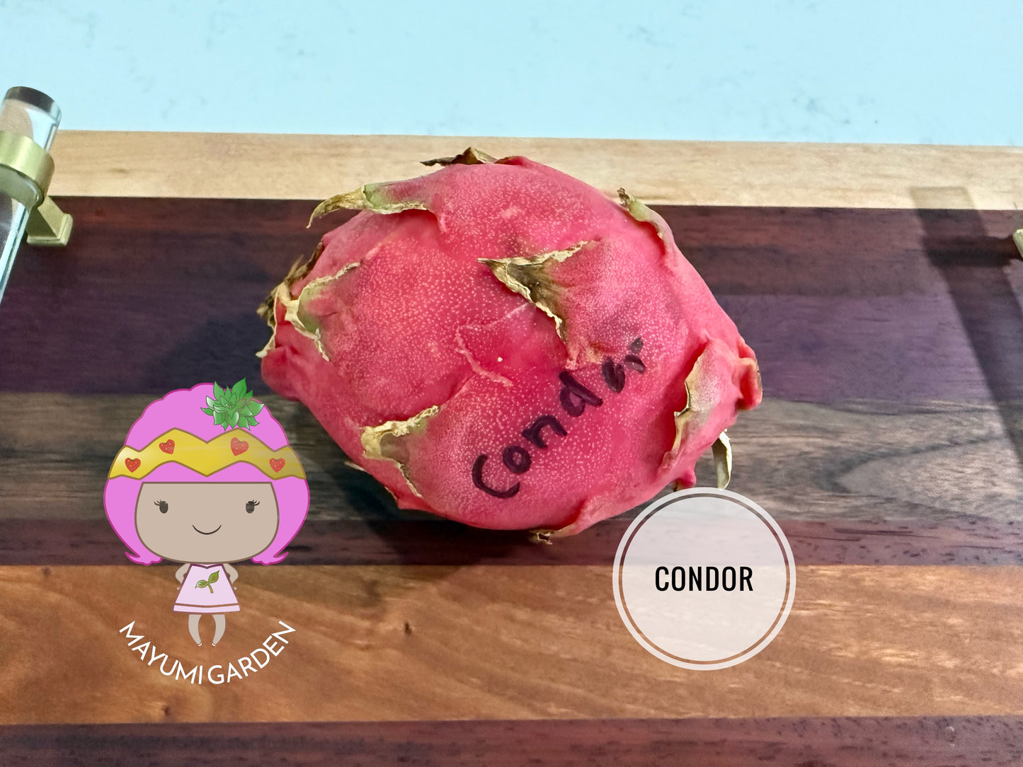 Condor Dragon Fruit Live cutting (12”)