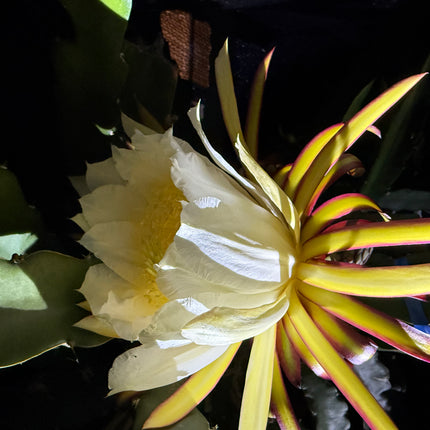 Wild Ocamponis