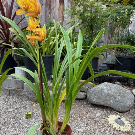 Cymbidium Foxfire Amber ‘Dural’ (Orange Boat Orchid) live plant