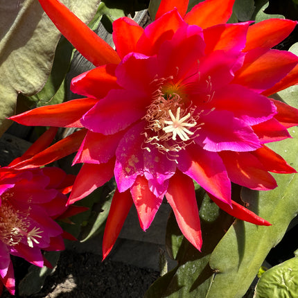 Epiphyllum Stern Von Erlau live cutting