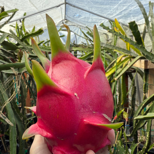 Vietnamese Giant White dragon fruit cutting and rooted plant