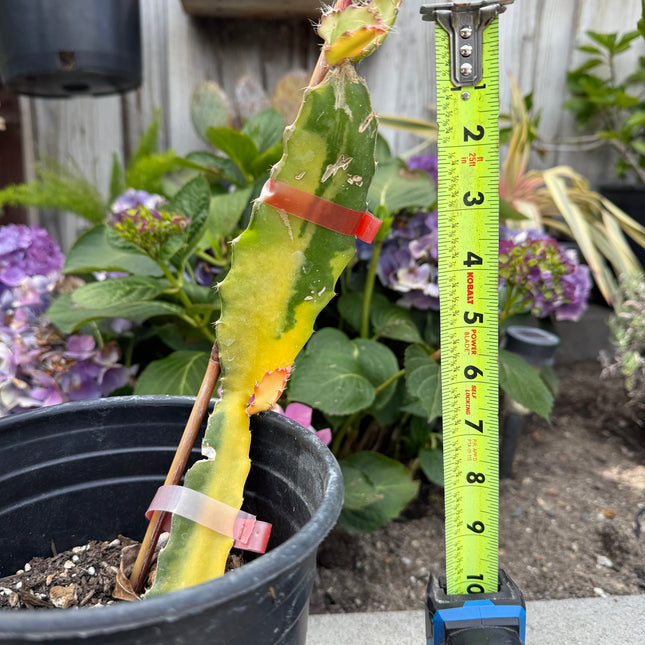 Worth Variegated Dragon Fruit rooted plant