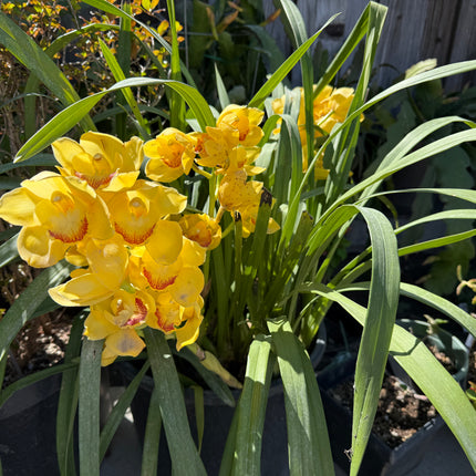 Yellow Cymbidium (Yellow Boat Orchid) live plant