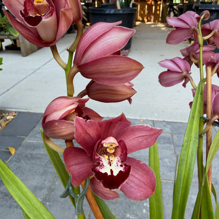 Hybrid 12 Red Cymbidium Orchid with 3 spikes of flowers