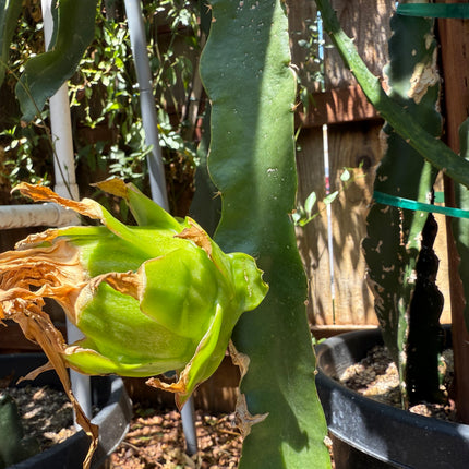 Riona Dragon Fruit live cutting (12")