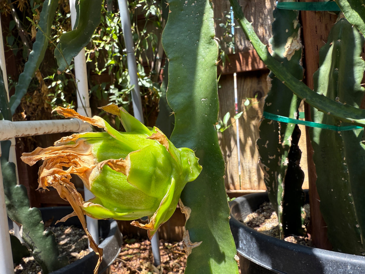 Riona Dragon Fruit live cutting (12")