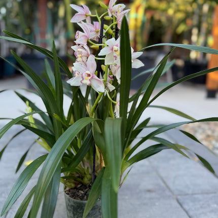 Pink Cymbidium Orchid