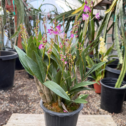 Purple Phalaenopsis Hybrid Live Plant