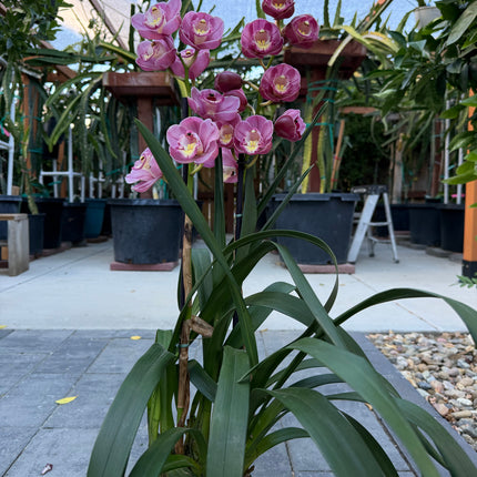 Cymbidium Lucky Gloria
