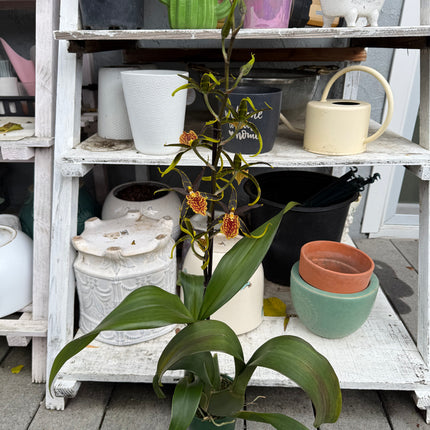 Dancing-lady orchid (Odontocidium Wildcat) live plant