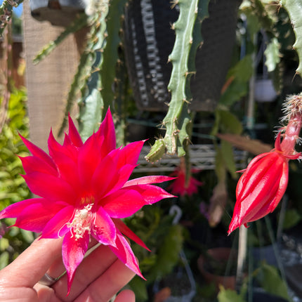 Lucifer Paetz Aporophyllum live cutting