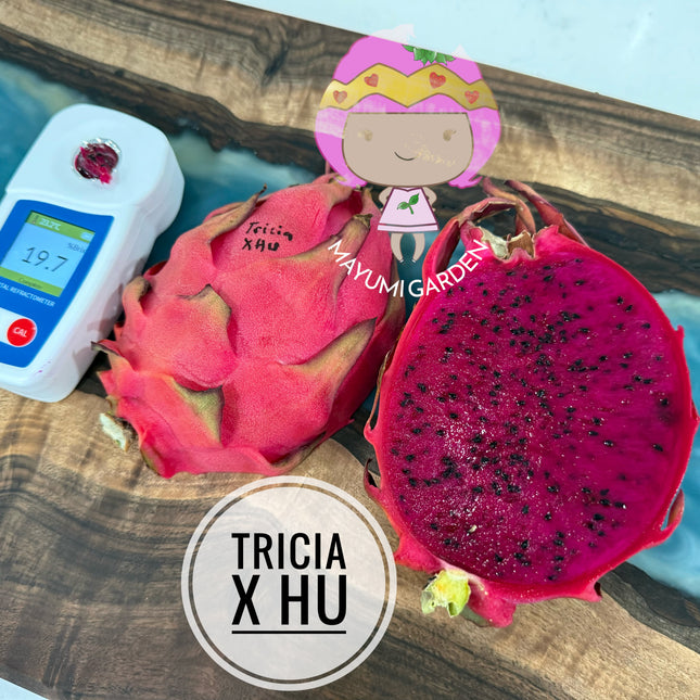 Tricia x Hu