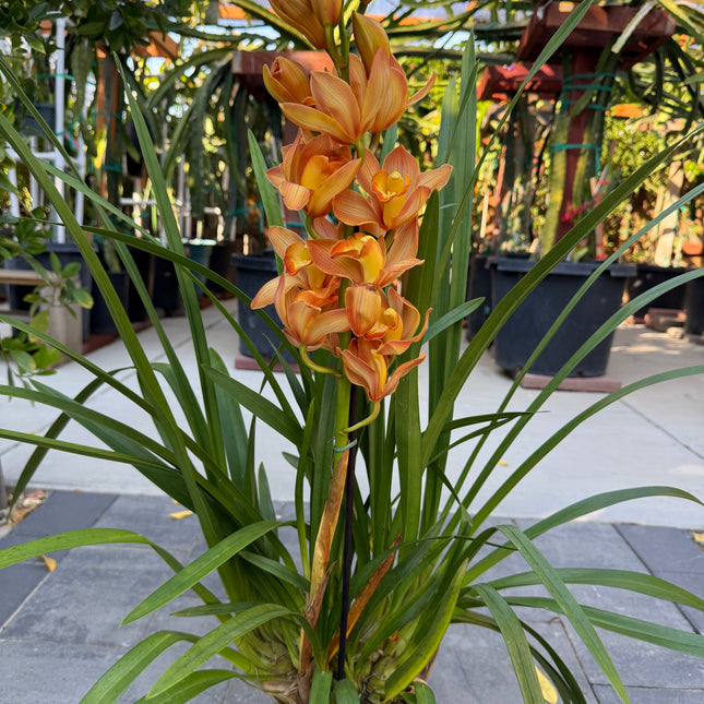 Cymbidium Here Comes the Sun 'Mother’s Gold'