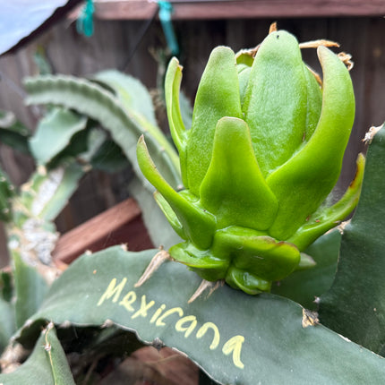 Mexicana Dragon Fruit Live cutting