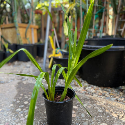 Yellow Cymbidium (Yellow Boat Orchid) live plant