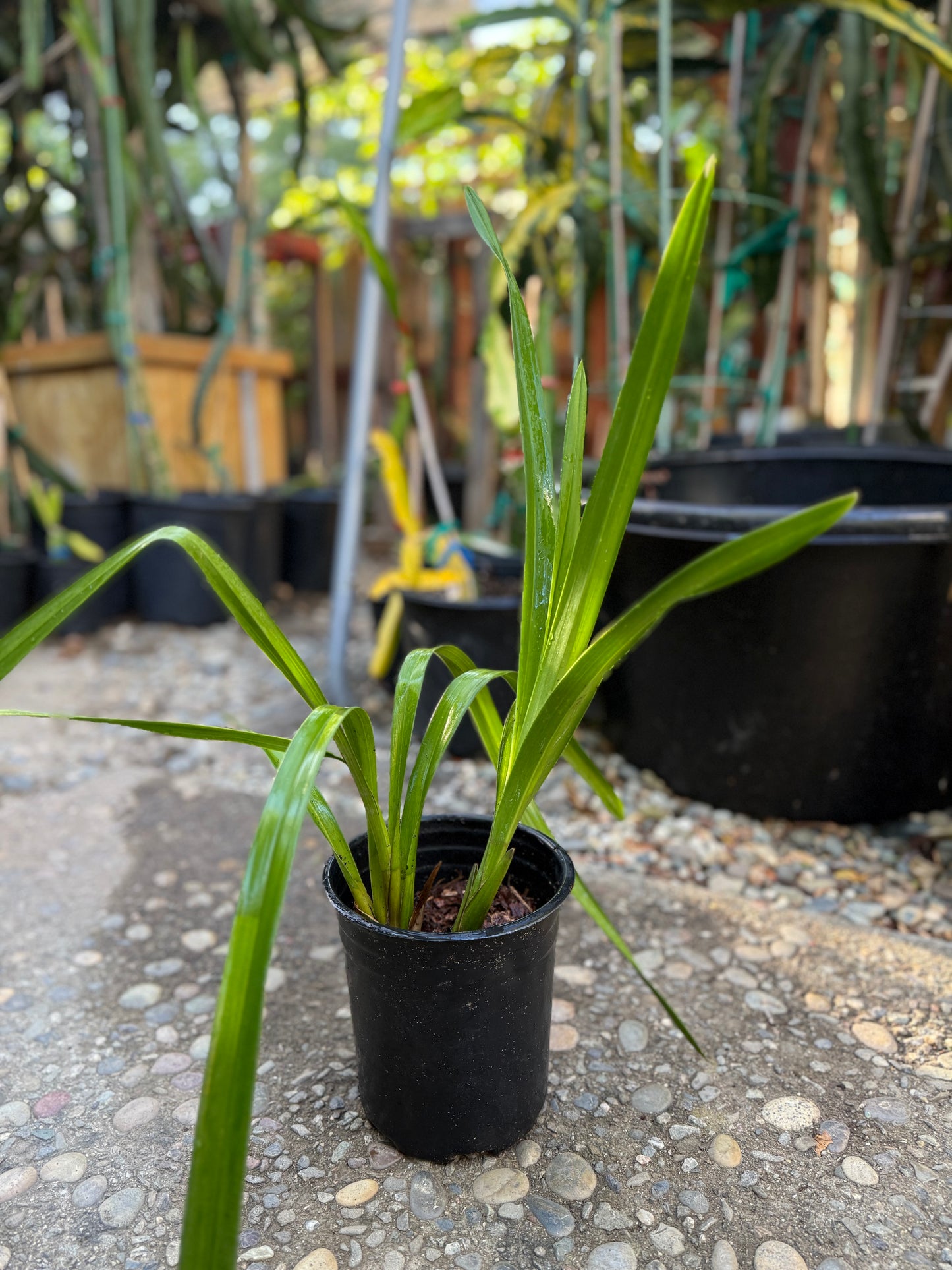 Cymbidium Terrapin Flyer (Green Cymbidium Orchid) live plant
