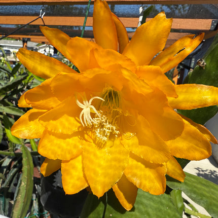 Bold Gold Epiphyllum live cutting