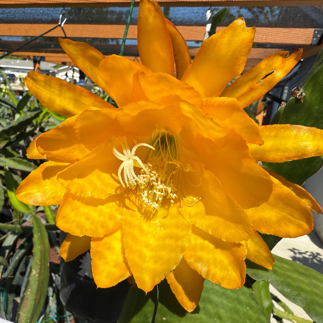 Bold Gold Epiphyllum live cutting