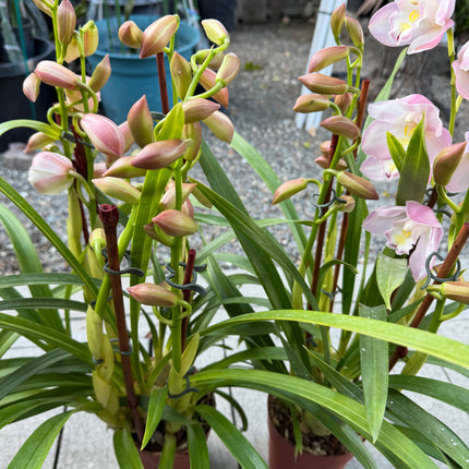 Cymbidium Orchid Blush Pink (Pink Boat Orchid) live plant