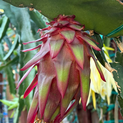 Asunta 5 Starburst Official dragon fruit live cutting (12”)