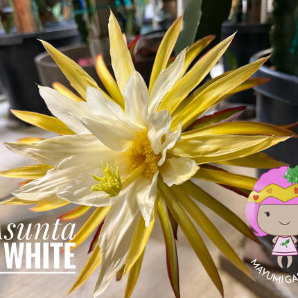 Asunta 5 White