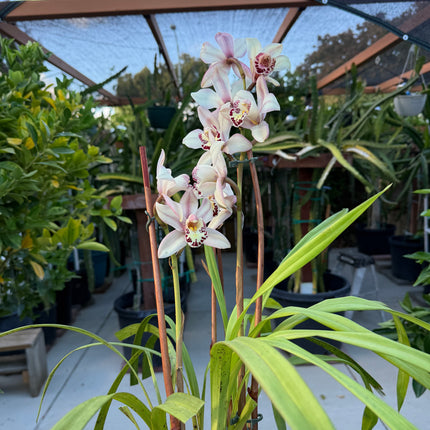Cymbidium Sale