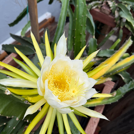 Mexicana Dragon Fruit Live cutting