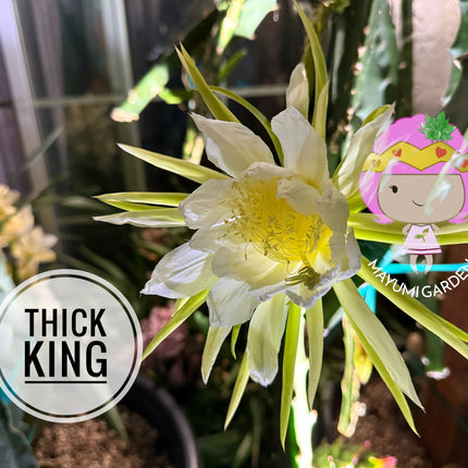 Thick King