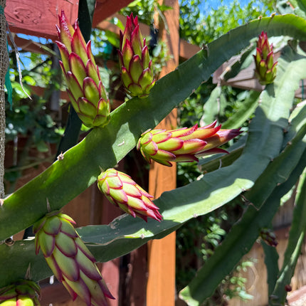 Connie Mayer dragon fruit live cutting (12")