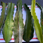 Grower Box (6 cuttings)