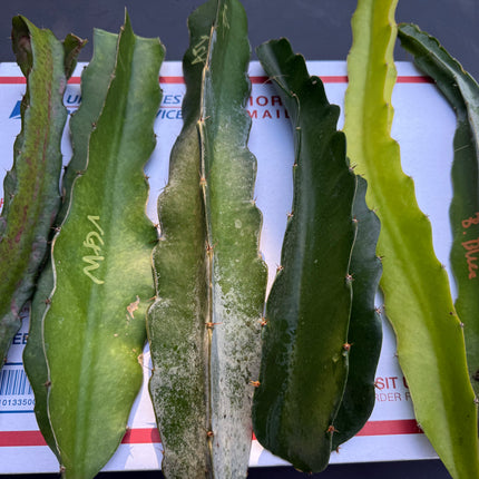 Dragon Fruit Cuttings Mystery Box