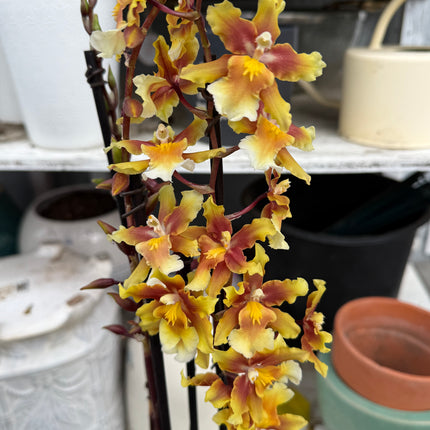 Dancing-Lady Orchid (Ons. Catatante ‘Orange Kiss’)