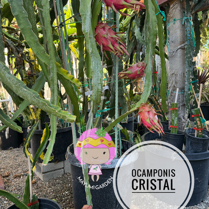Ocamponis cristal