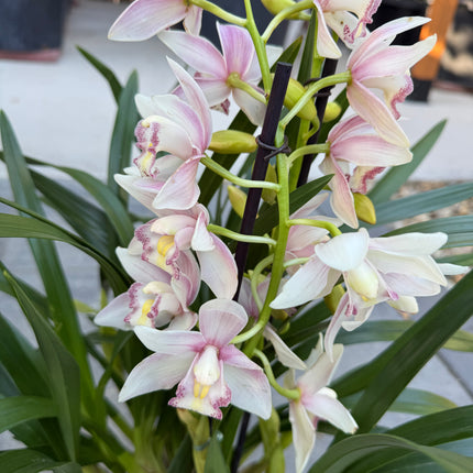Pink Cymbidium Orchid
