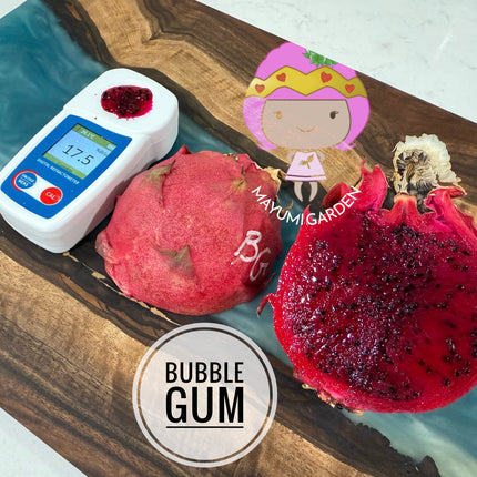 Bubble Gum