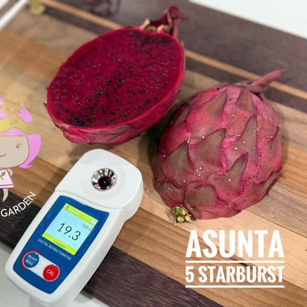 Asunta 5 Starburst Official dragon fruit live cutting (12”)